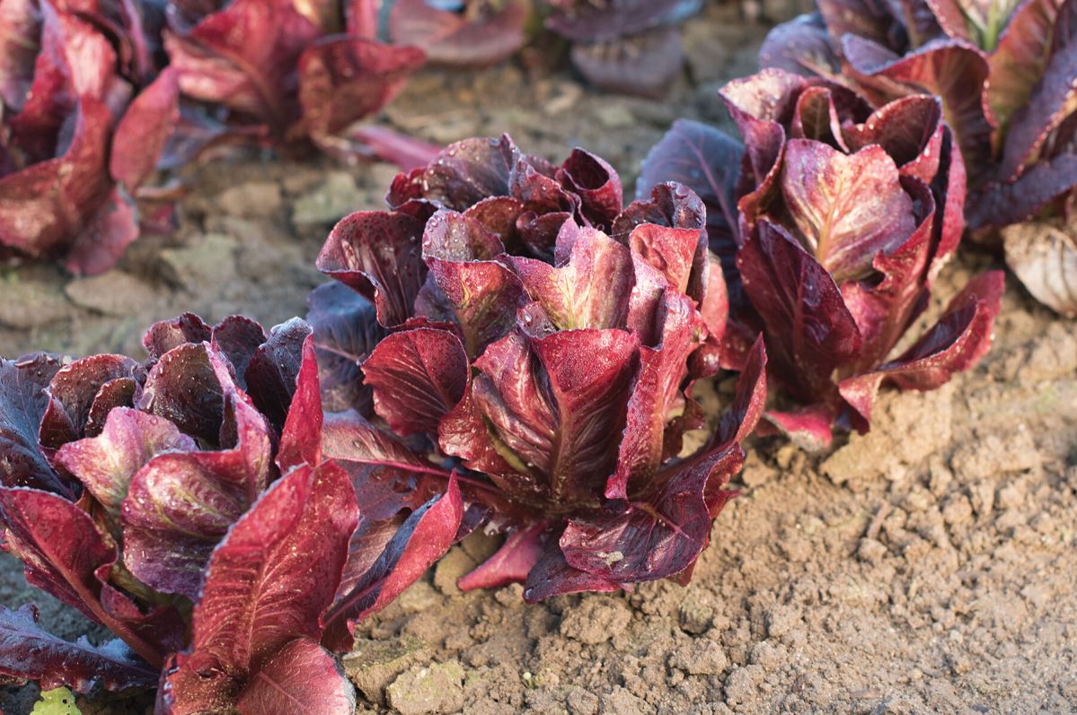 Ezbruke – Organic Lettuce Seed